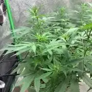 Gorilla Auto