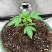 Gorilla Auto