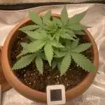 Big Devil#2 auto