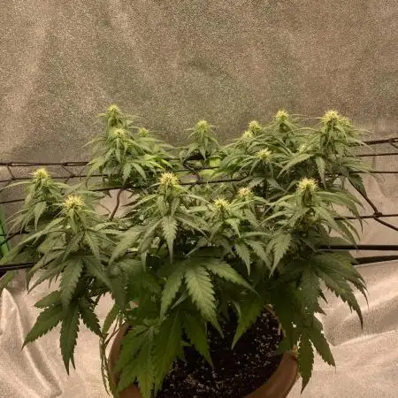 Big Devil #2 auto