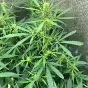 DoS Si DoS👭🍪👯‍♀️auto