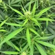 Gorilla Auto