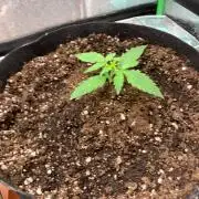 DoS SI DoS auto