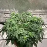 Big Devil #2 auto
