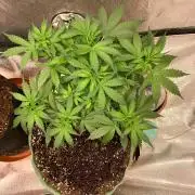Gorilla Auto