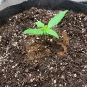 DoS Si DoS auto