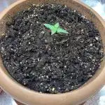 Big devil#2 auto