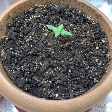 Big devil#2 auto