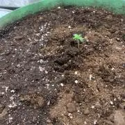 Gorilla Auto