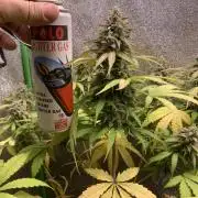 3 BEARS OG