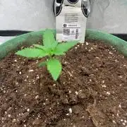 Gorilla Auto