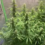 Gorilla 🦍 Auto