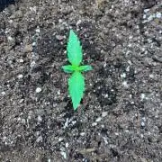 DoS Si DoS auto