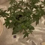 Jelly Donutz (clone)