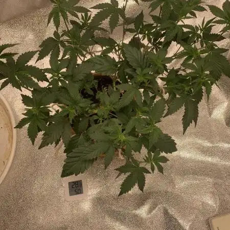 Jelly Donutz (clone)