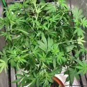 Gorilla Auto