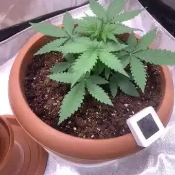 Big Devil#2 auto