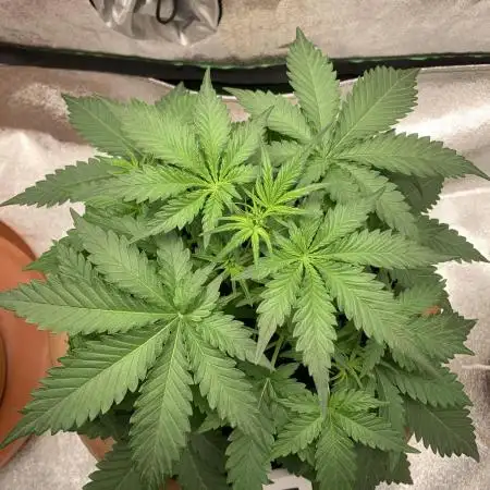 Big Devil #2 auto