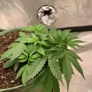 Gorilla Auto