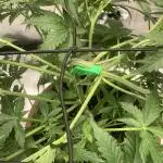 Big Devil #2 auto