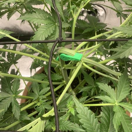 Big Devil #2 auto