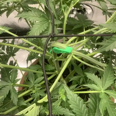 Big Devil #2 auto