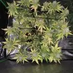 Big Devil #2 auto
