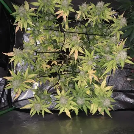 Big Devil #2 auto