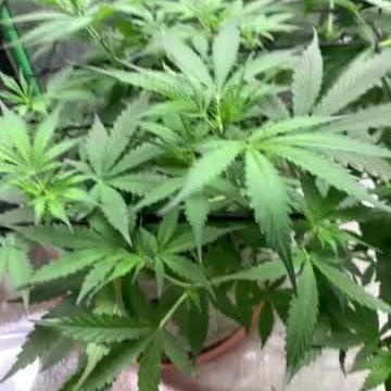 Gorilla Auto