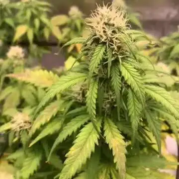 Big Devil #2 auto