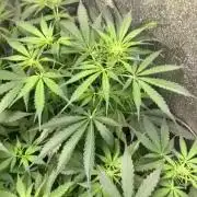 DoS Si DoS👯♀️ auto