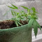 Gorilla Auto