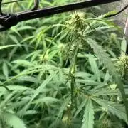 DoS Si DoS👭🍪👯‍♀️auto