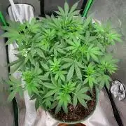 Gorilla Auto