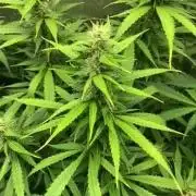 Gorilla 🦍 Auto