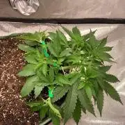 Gorilla Auto