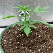 Gorilla Auto