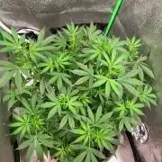 Gorilla Auto