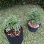 Pure Instinto outdoors 