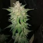 Kosher cake auto fast buds42