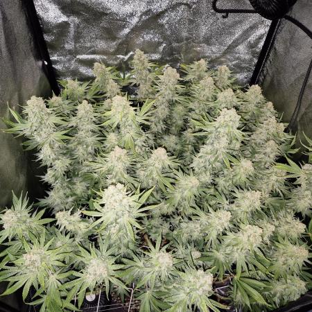 Mimosa Evo