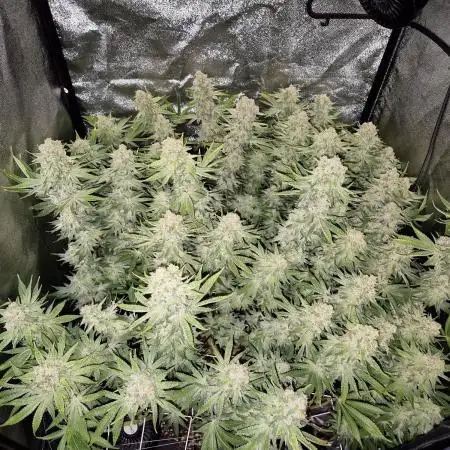 Mimosa Evo