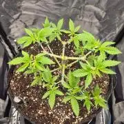 Mimosa Evo #2
