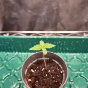 Mimosa Evo #2