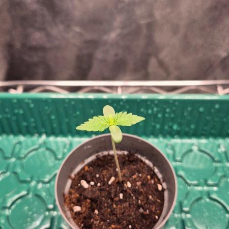 Mimosa Evo #2
