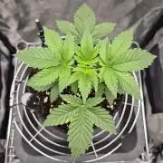 Mimosa Evo #2