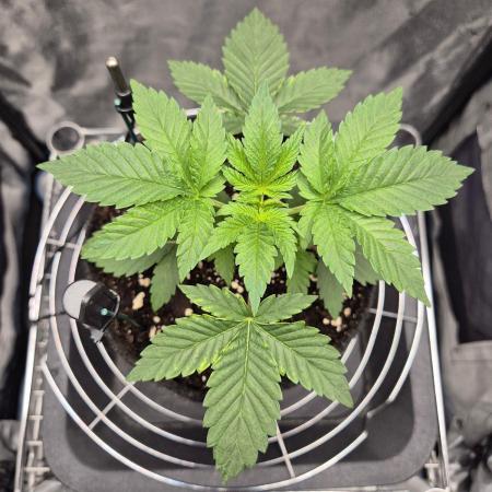 Mimosa Evo #2