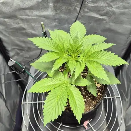 Mimosa Evo