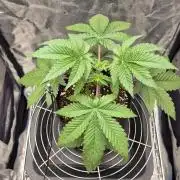Mimosa Evo #2