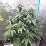 Grandpa's Cookies #6 x End Game #3